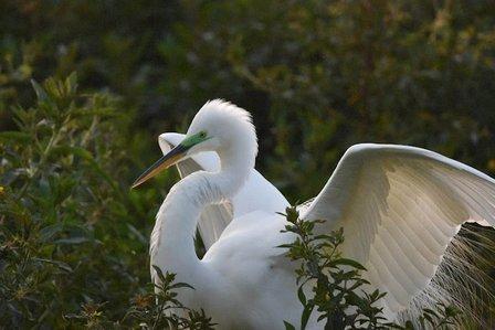 Northlakes Woodstork Colony & Nesting Area