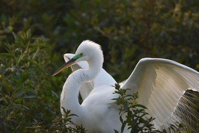 Northlakes Woodstork Colony & Nesting Area