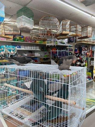 Gomez Pet Shop