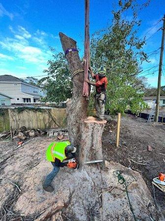 Tree Rangers Tree Service
