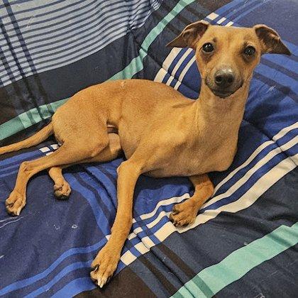 Layne's Italian Greyhounds