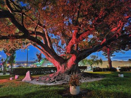 Camphor Tree - Preserved
