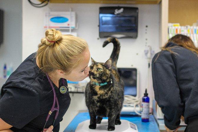 All Creatures Animal Hospital