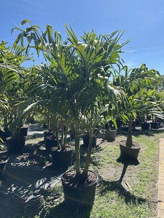 Palm Empire Nursery