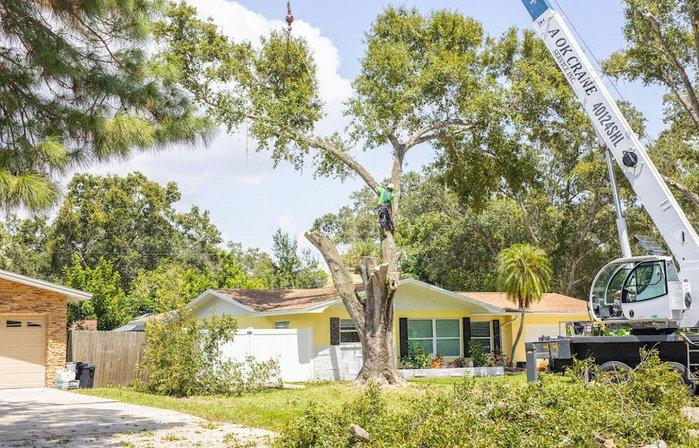 Black Eagle Tree Services