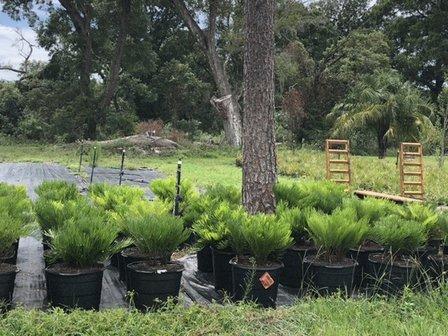 DUCK LAKE TREES & SHRUBS