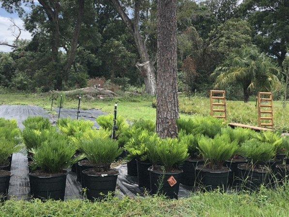 DUCK LAKE TREES & SHRUBS