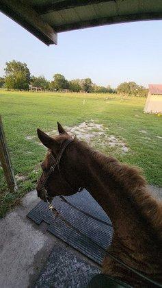 Peaceful Pastures Ranch & Therapy