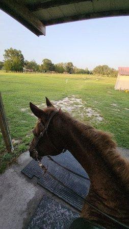 Peaceful Pastures Ranch & Therapy