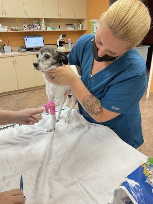 Van Dyke Animal Clinic - Veterinarian