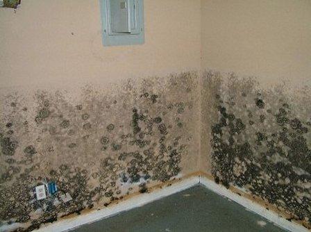Tampa Bay Mold Testing