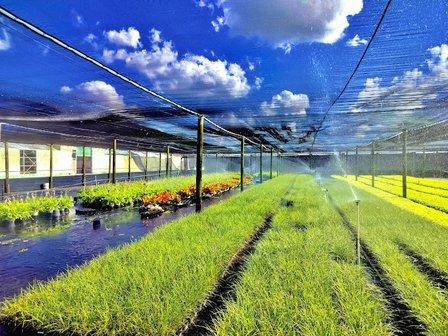 Sundance Growers