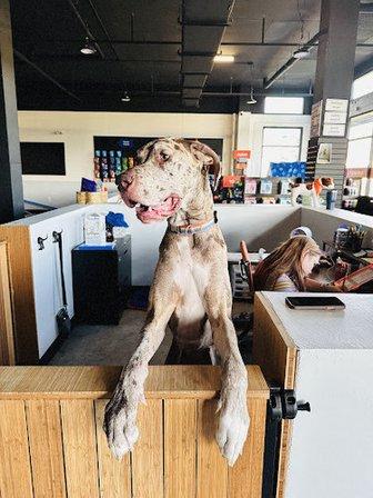 Zoom Room Dog Training - South Tampa (Ybor)