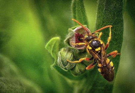 Cobys Tentless Termite and Pest Control