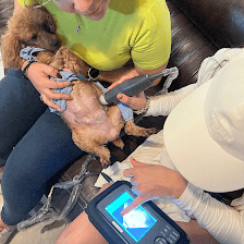 The Sweet Life of a Toy Poodle
