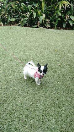 Animal Medical Hospital: Clark Gary R DVM