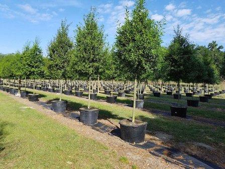 Adams & Adams Tree Farm, Inc.