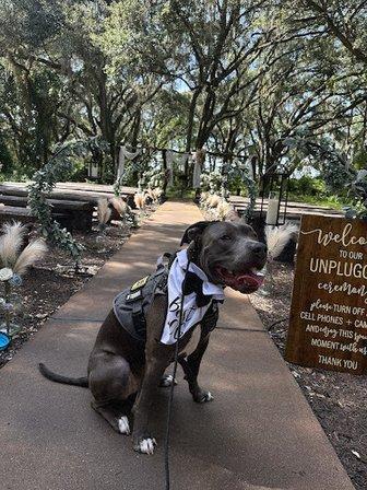 Norka Dog Guru