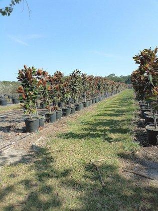 Sun City Tree Farms