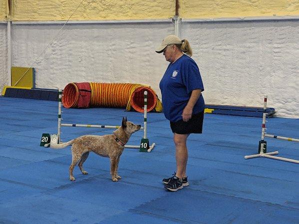 Dog Training Club of Tampa, Inc