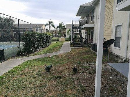 Atwater at Westchase