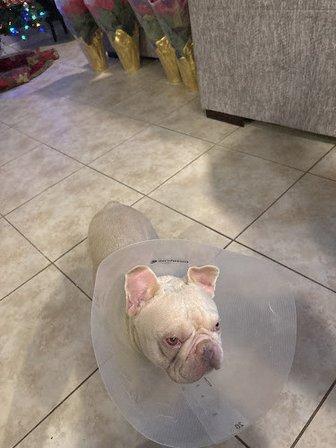 Kingdom Pet Hospital & House Calls