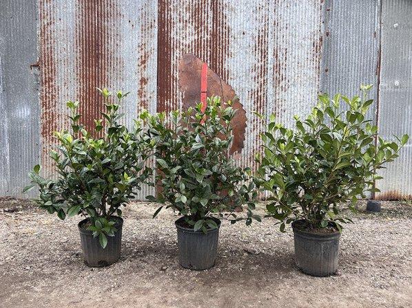 ProGrowers