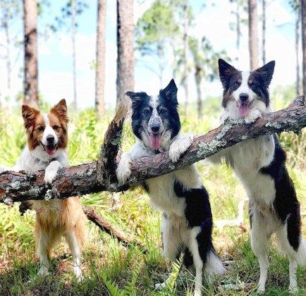ohana dog training