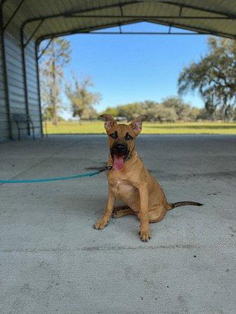 K9 Rescue for Warriors