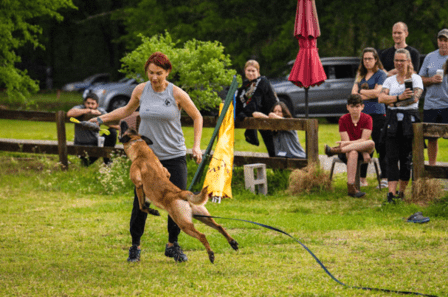 Canine Instincts Solutions