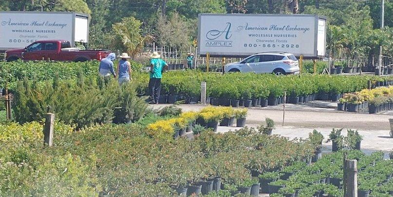 Amplex Wholesale Nursery