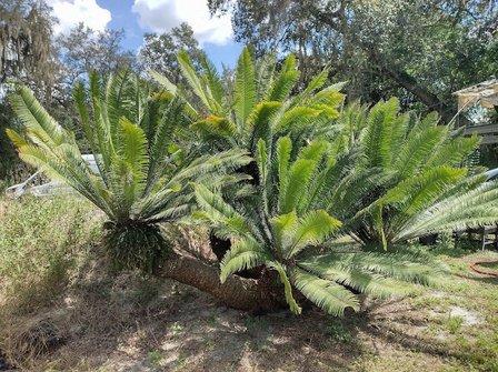 Cycad Jungle