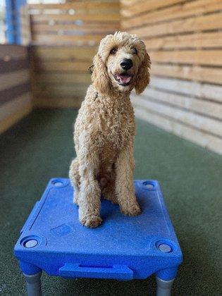 Sit Means Sit Dog Training Tampa