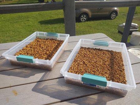 Many Mealworms! Website or Online Only
