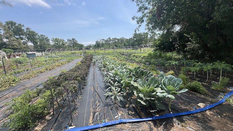 Life Farms