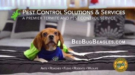 Pest Control Solutions & Services