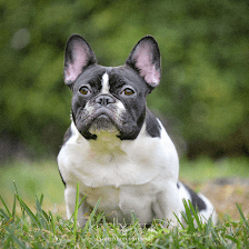 Ovaeast Kennel Club & That Girls Pet Services