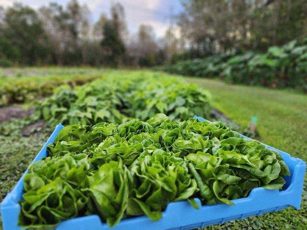 SB Nursery & Gardens