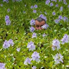 John's Pond Plants