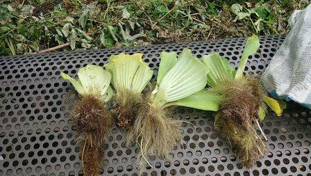 John's Pond Plants