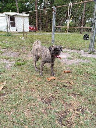 Mattie's Boarding Kennel