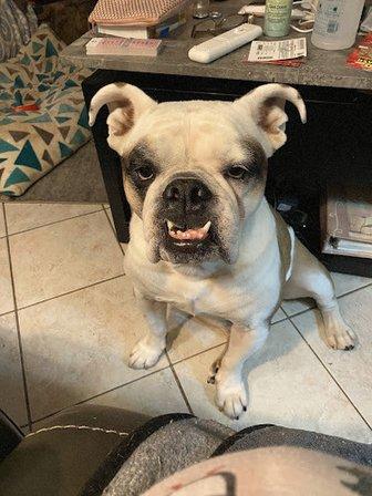 Clearwater Animal Referral and Emergency