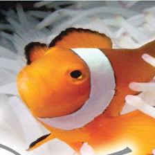 Aquarium Quest