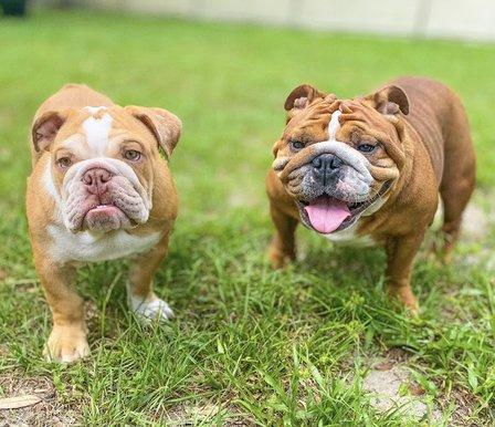 Ovaeast Kennel Club & That Girls Pet Services