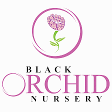 Black Orchid Nursery llc