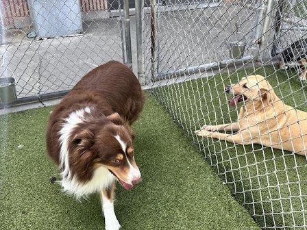 Rivers Edge Pet Resort