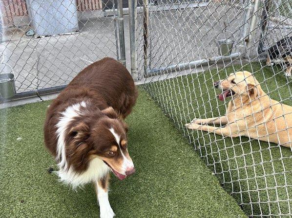 Rivers Edge Pet Resort