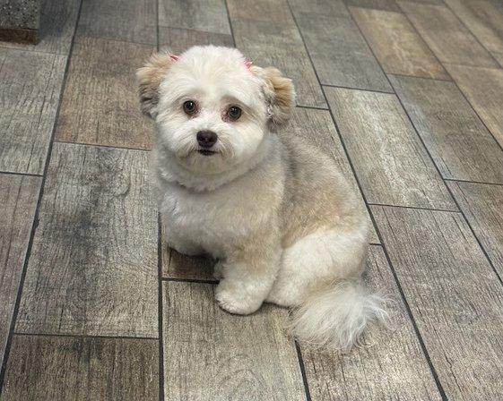 Wag Natural Pet Market & Grooming South Tampa