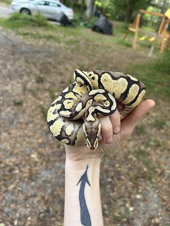 Largo Reptile Expo Show Me Reptile Show