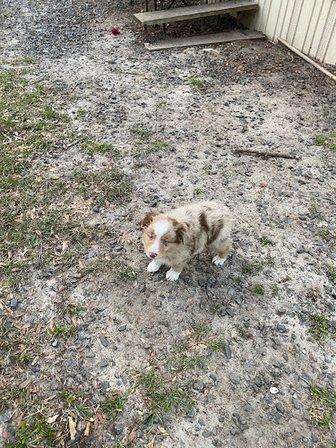 Aussieology kennels